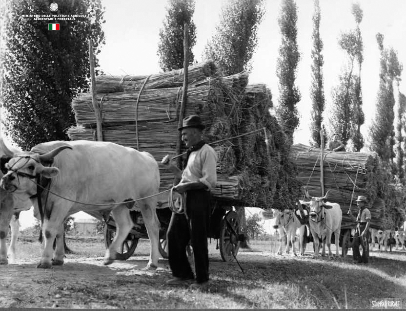 canapa-1-10-trasporto